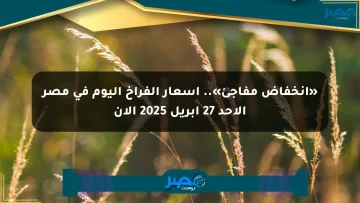 «انخفاض مفاجئ».. أسعار الفراخ اليوم في مصر الأحد 27 أبريل 2025 الآن