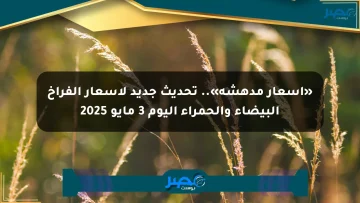 «أسعار مدهشة».. تحديث جديد لأسعار الفراخ البيضاء والحمراء اليوم 3 مايو 2025