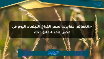 «انخفاض مفاجئ» سعر الفراخ البيضاء اليوم في مصر الأحد 4 مايو 2025